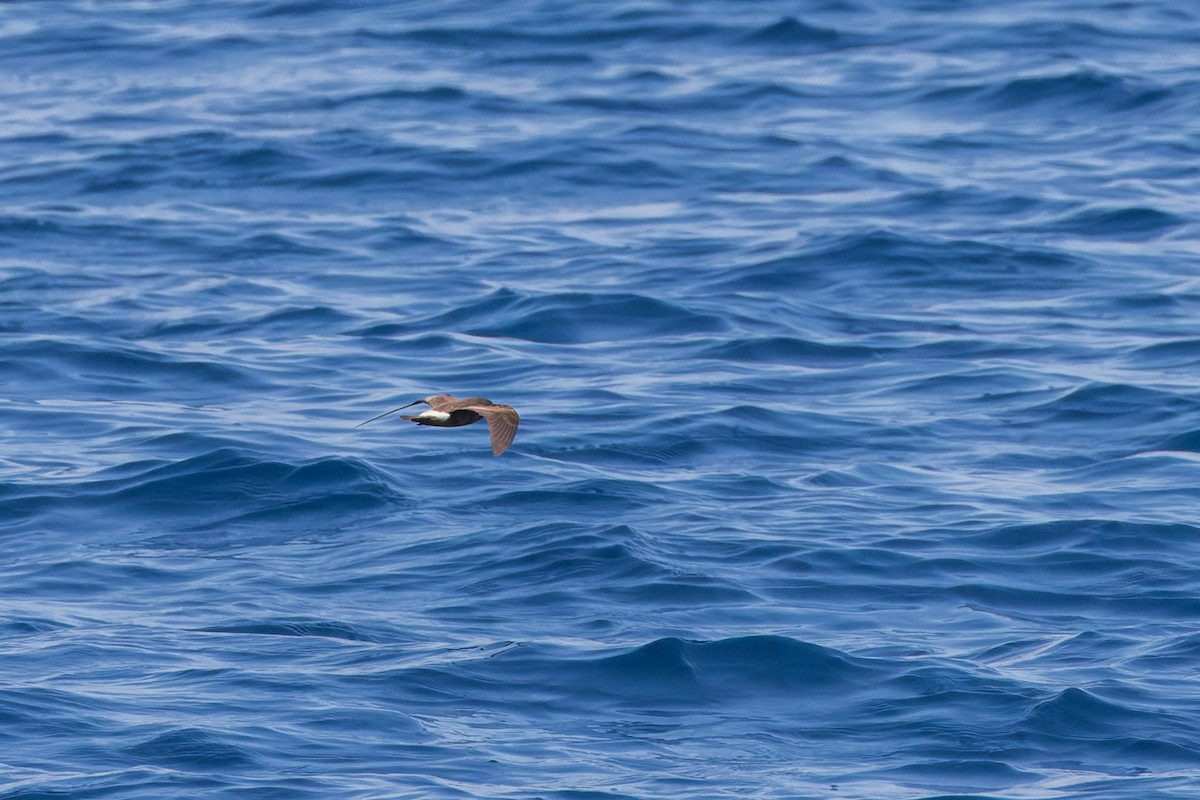 Leach's/Townsend's Storm-Petrel (white-rumped) - ML624064512