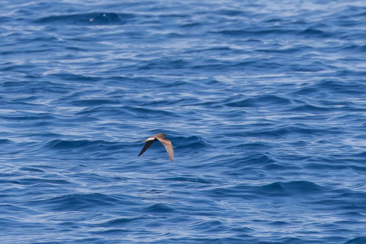 Leach's/Townsend's Storm-Petrel (white-rumped) - ML624064513