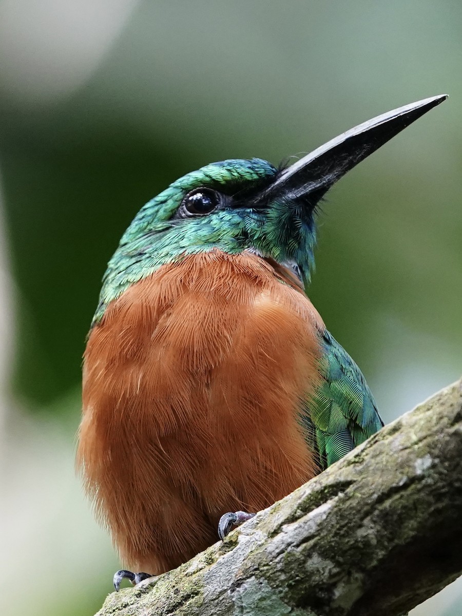 Great Jacamar - ML624064522