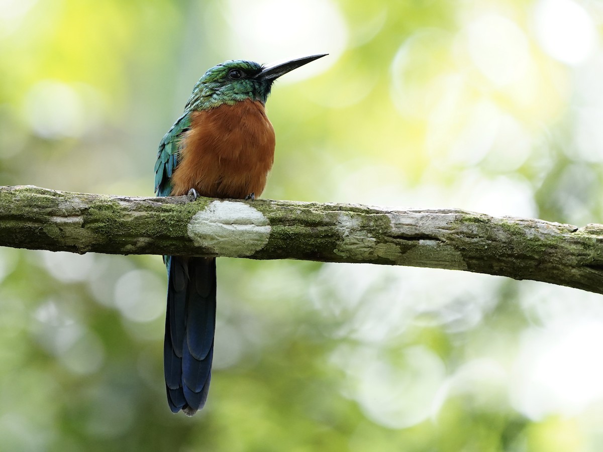 Great Jacamar - ML624064526