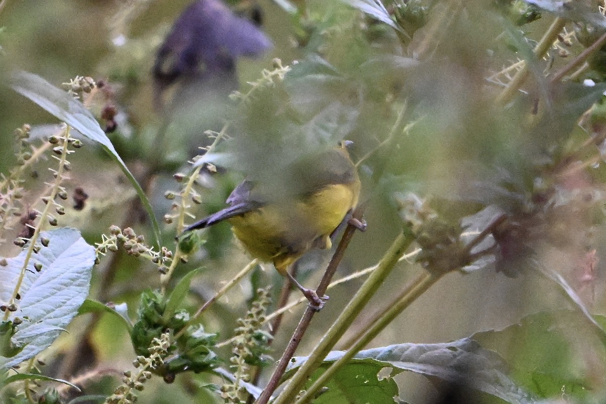 Orange-crowned Warbler - ML624064535