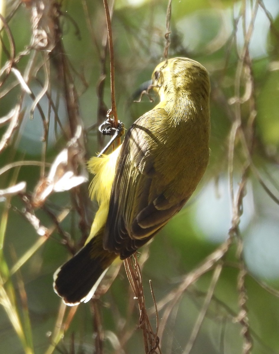 Sahul Sunbird - Maylene McLeod