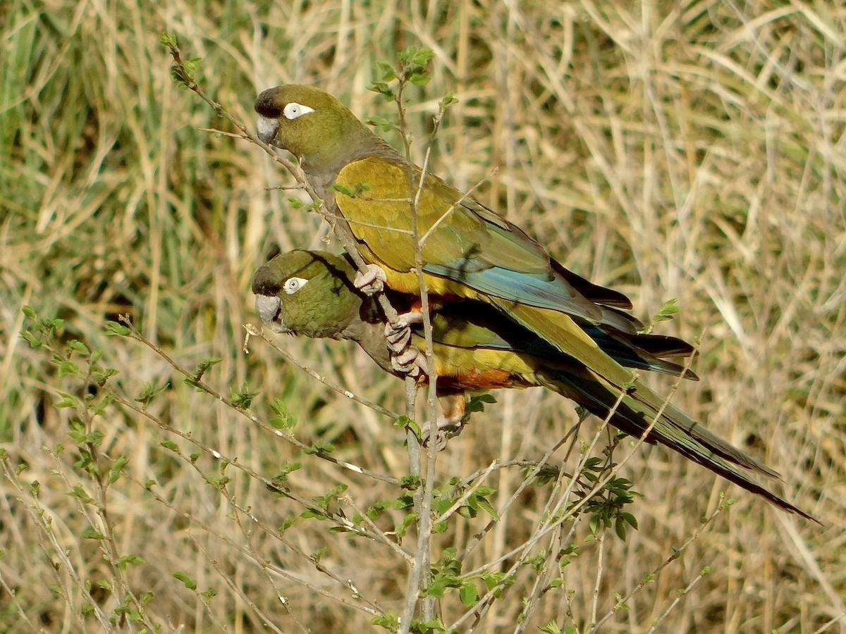 Conure de Patagonie - ML624064539