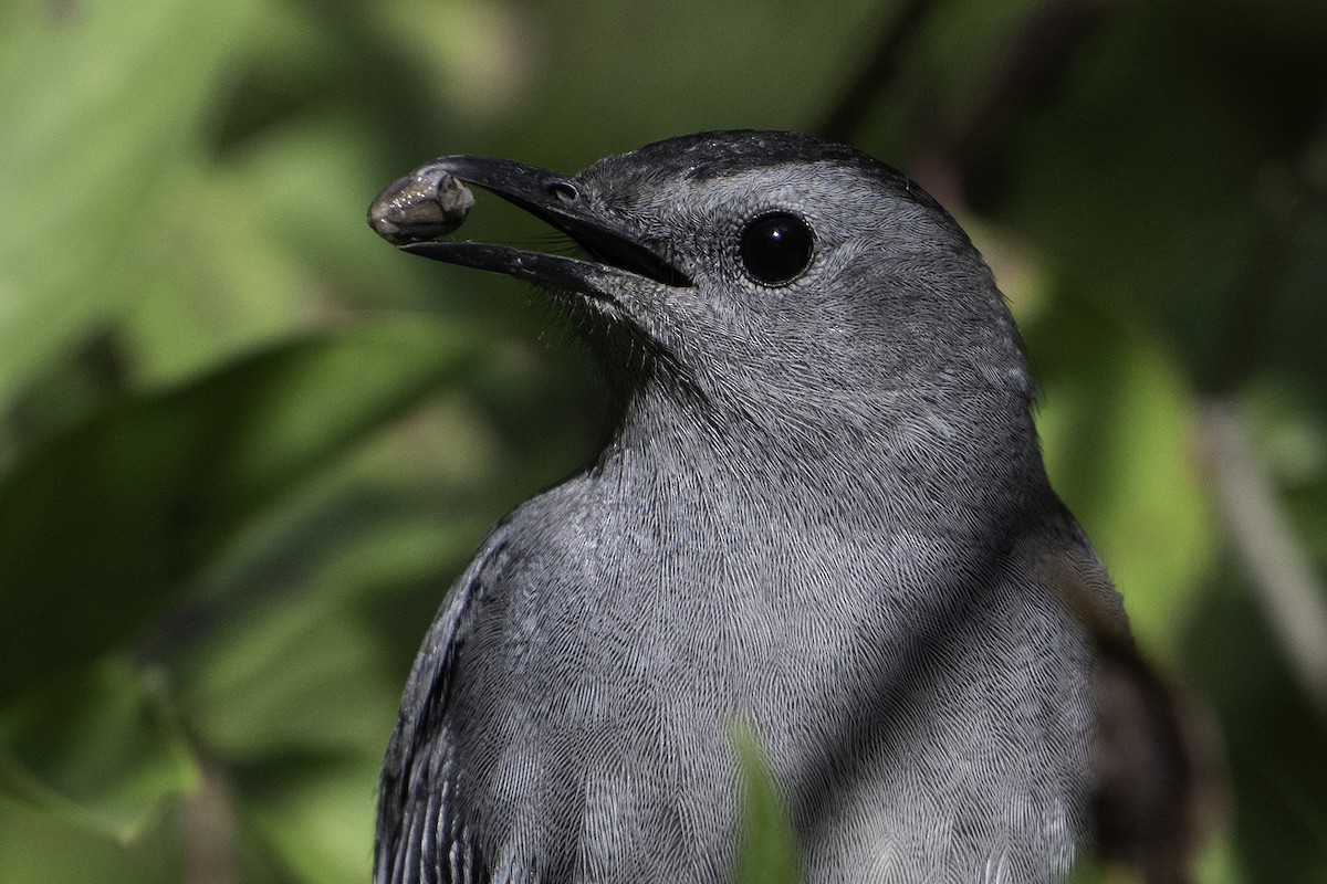 Gray Catbird - ML624064556