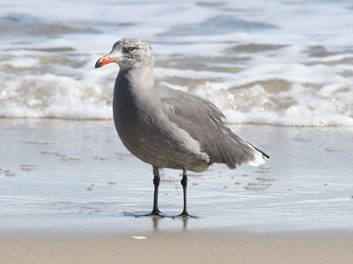 Heermann's Gull - ML624064573