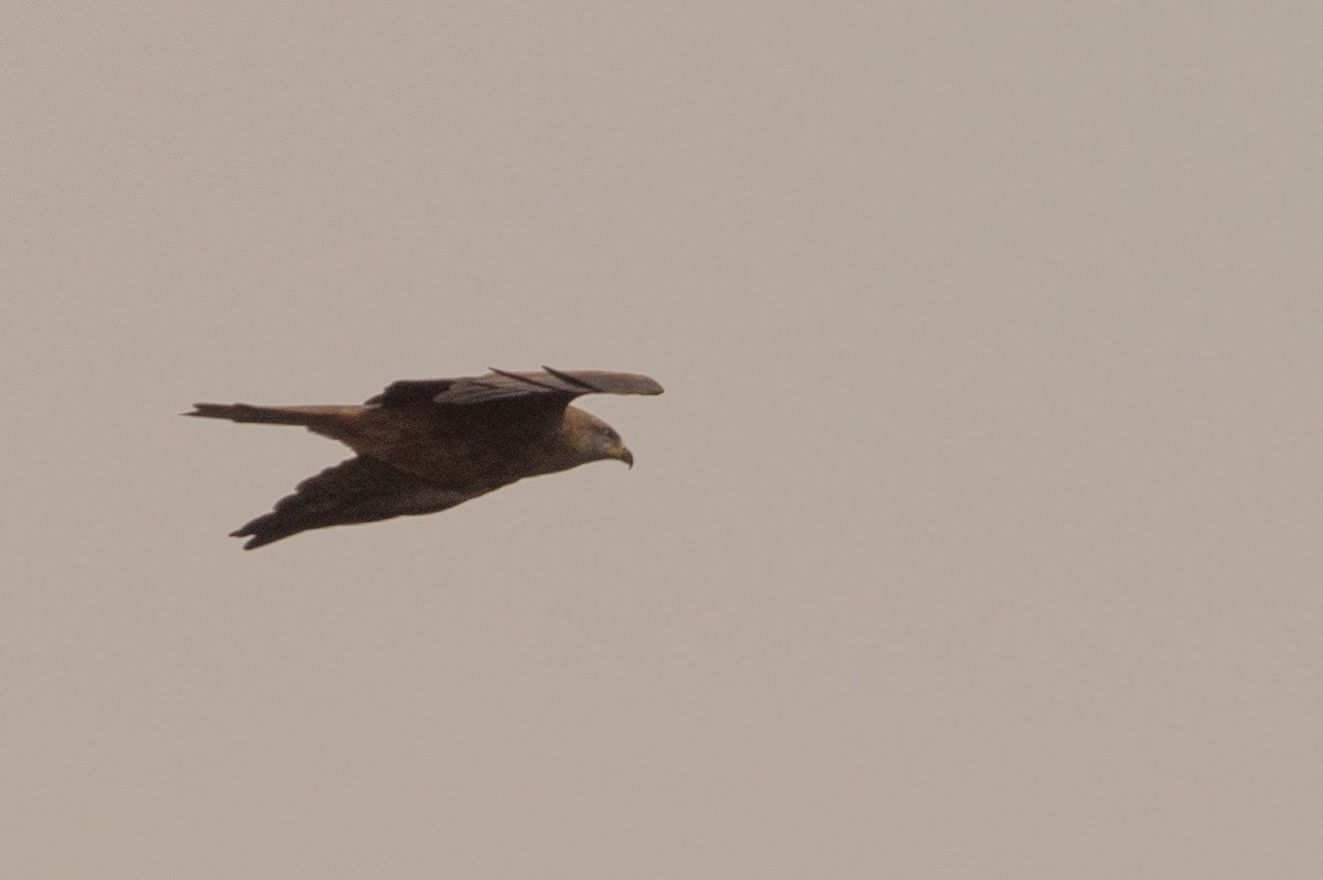 Black Kite - ML624064575