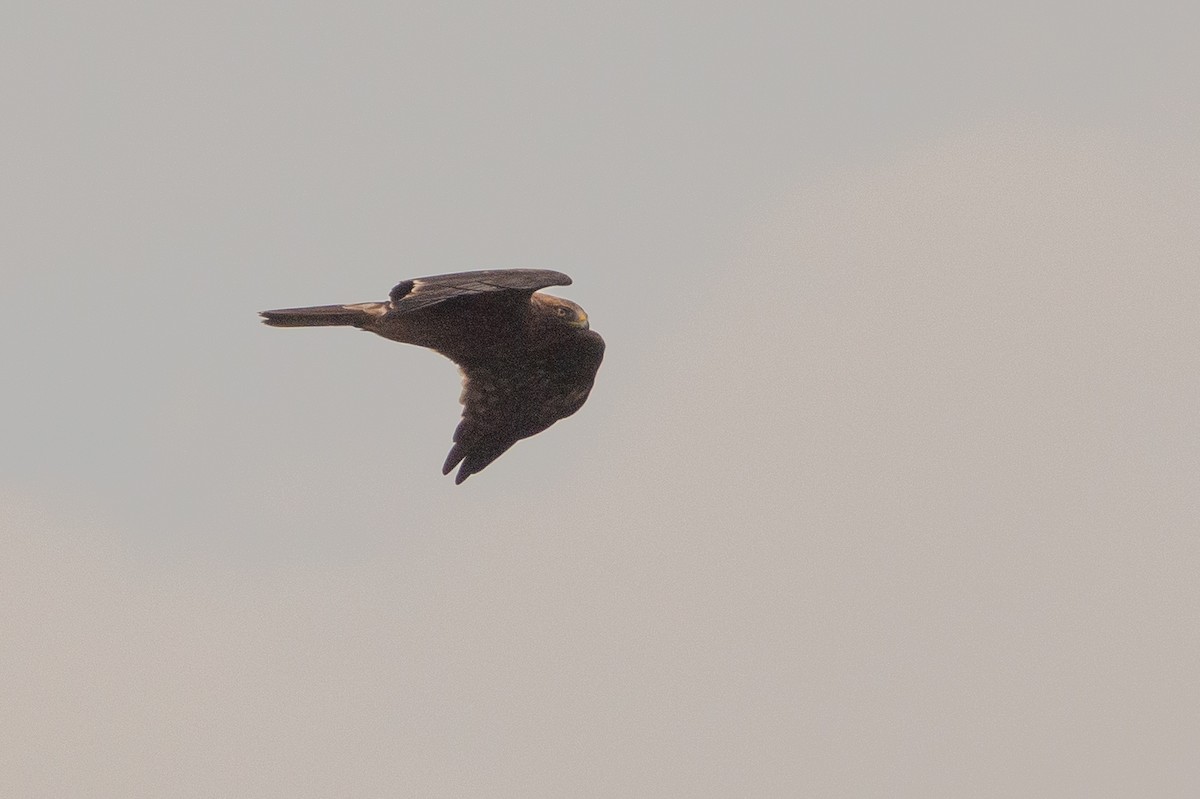 Booted Eagle - ML624064582