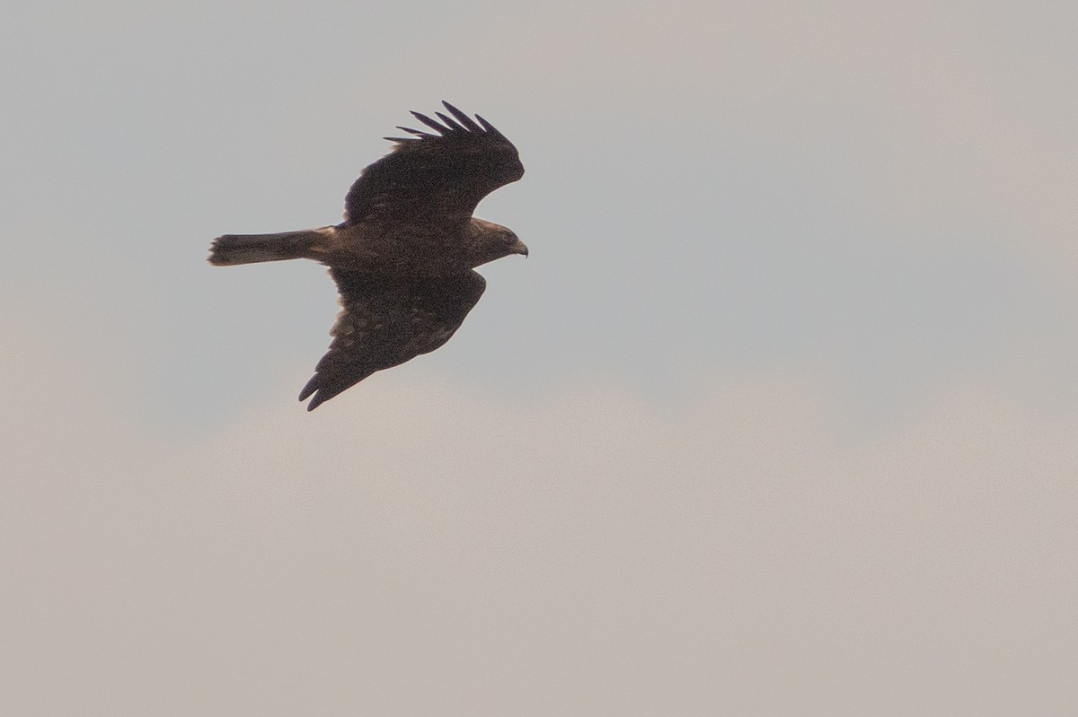 Booted Eagle - ML624064584