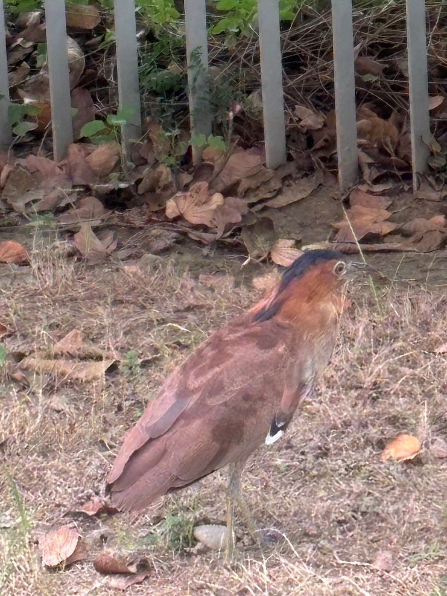 Malayan Night Heron - ML624064587