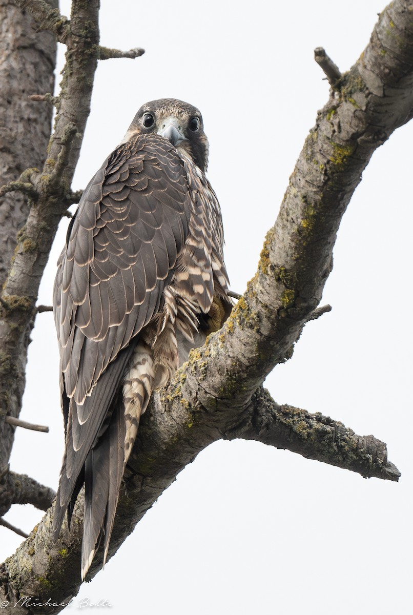 Peregrine Falcon - ML624064597