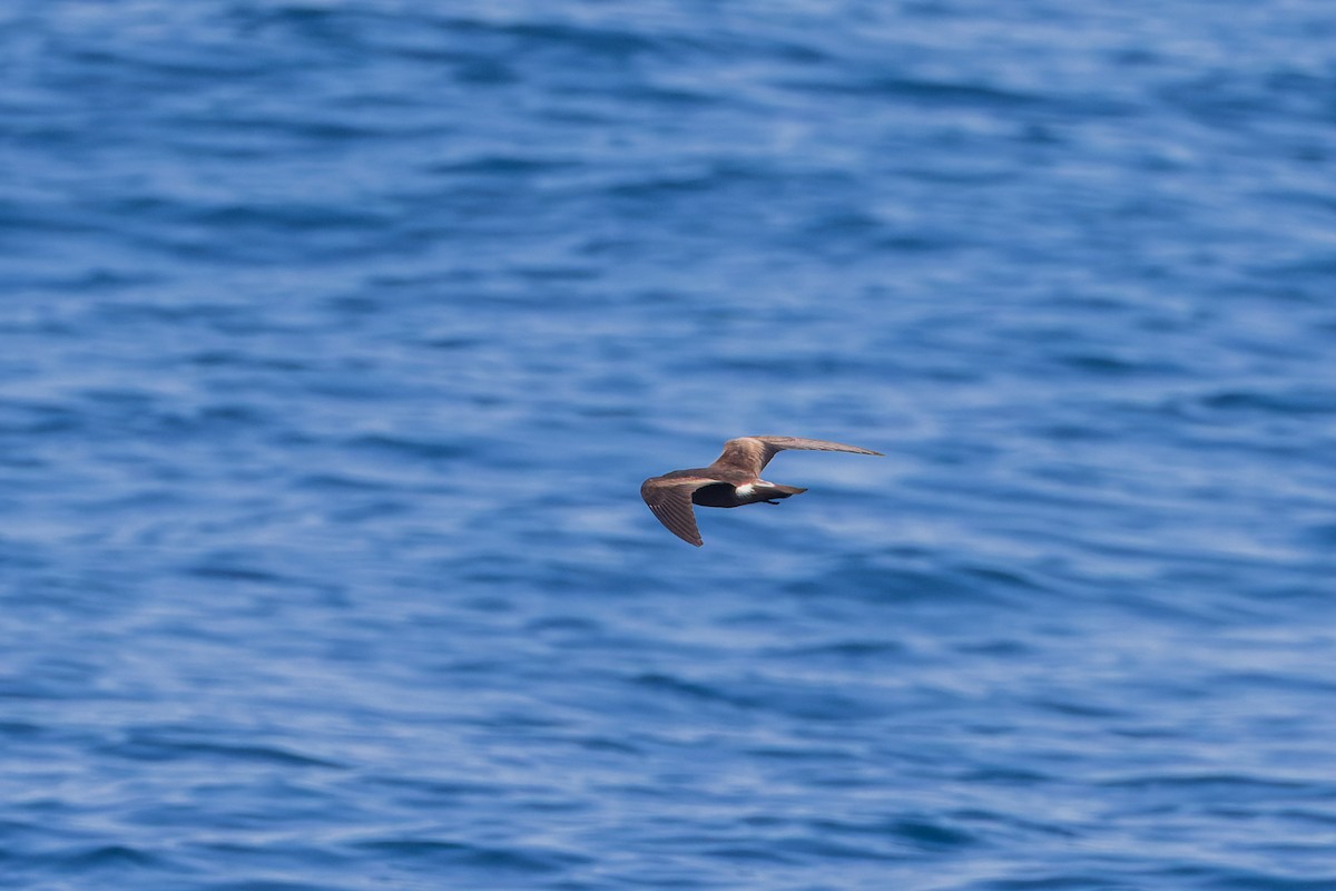 Leach's/Townsend's Storm-Petrel (white-rumped) - Mike Andersen