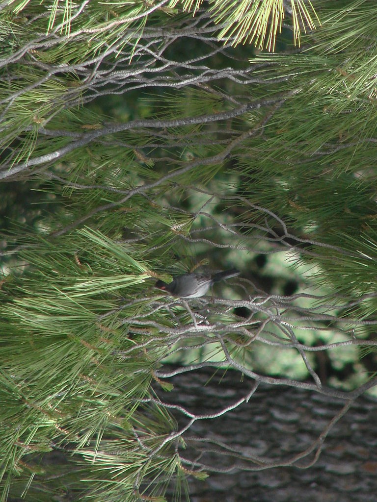 Sardinian Warbler - ML624064650