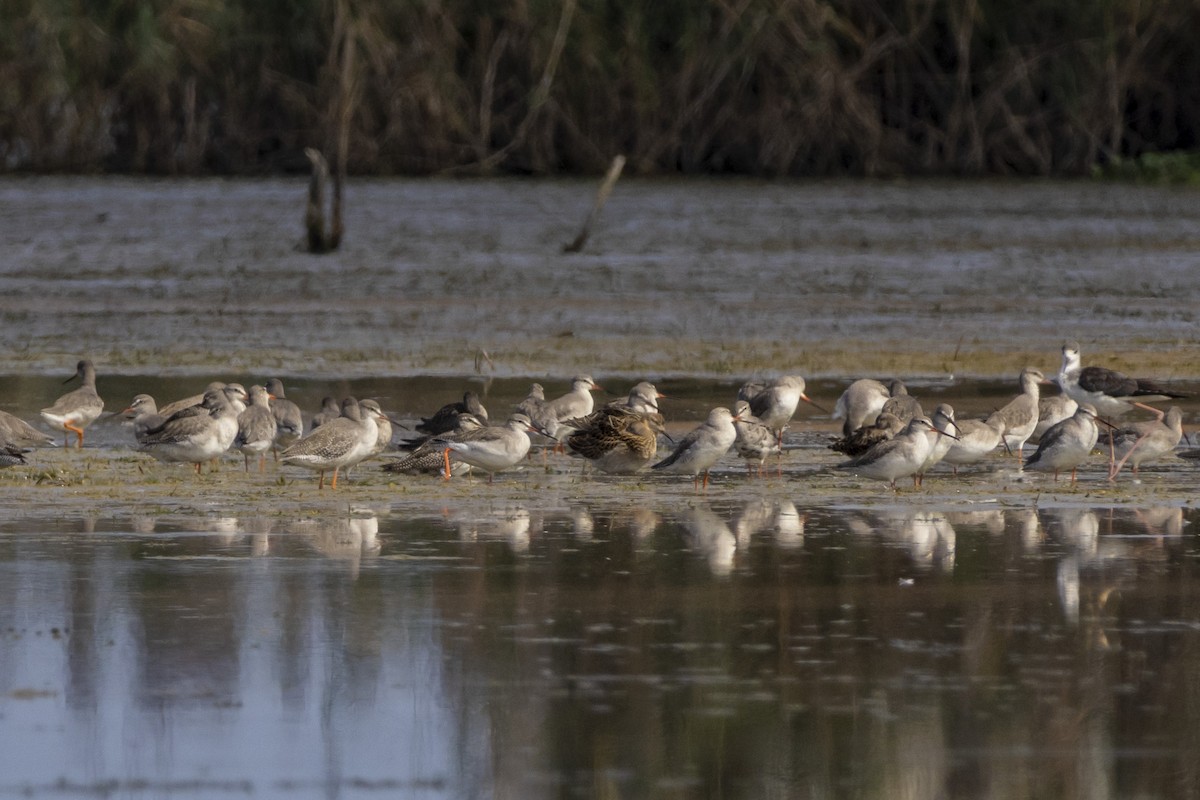 Spotted Redshank - ML624064683