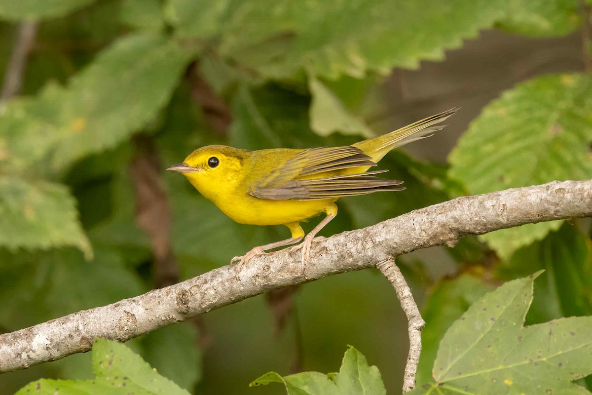 Hooded Warbler - ML624064685