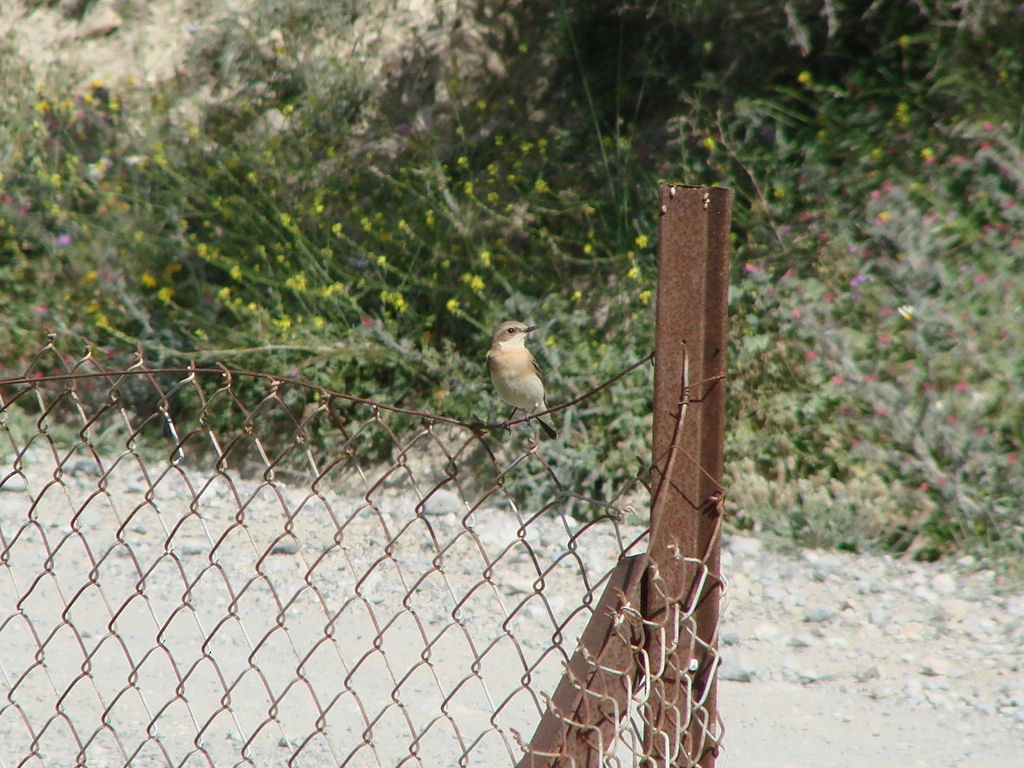 Isabelline Wheatear - ML624064699