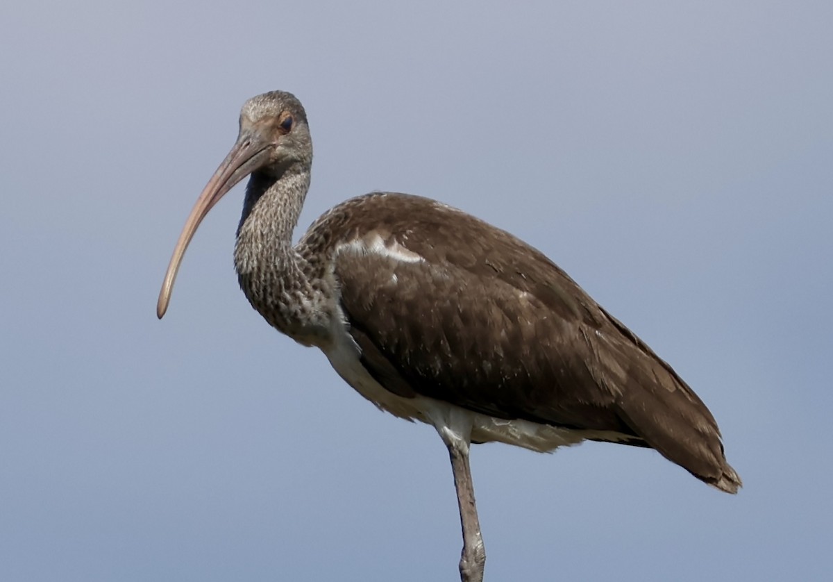 White Ibis - ML624064713