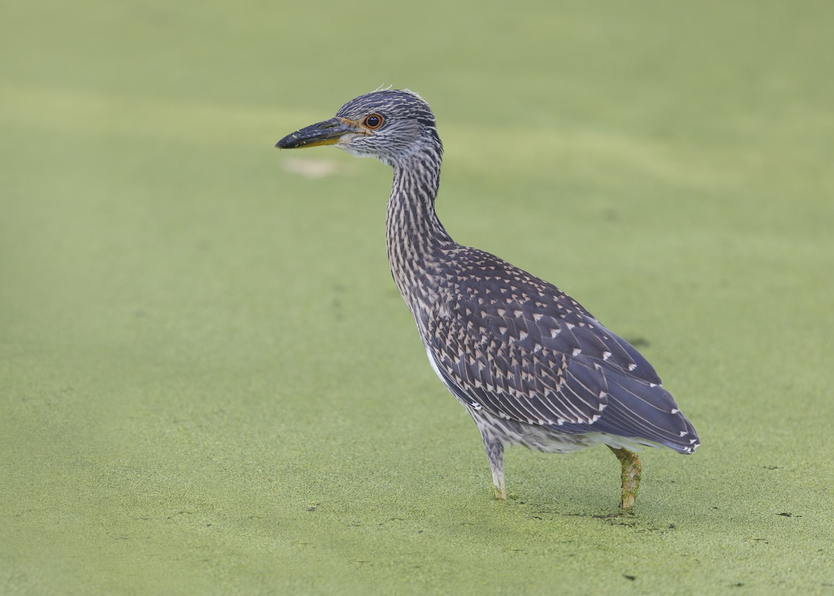 Yellow-crowned Night Heron - ML624064714