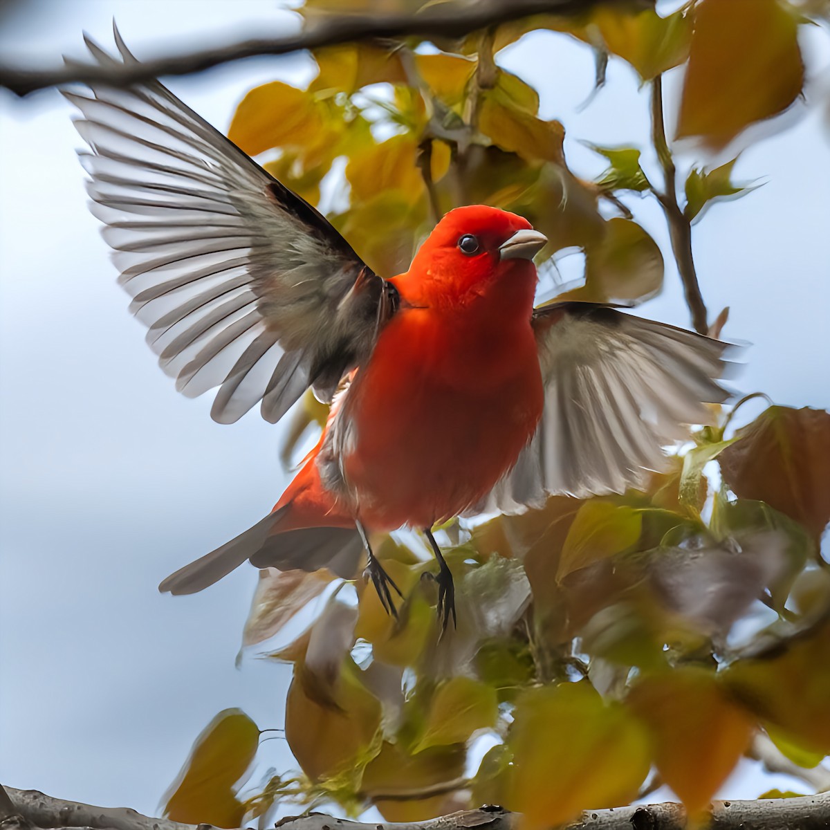 Scarlet Tanager - Raynald Baudin