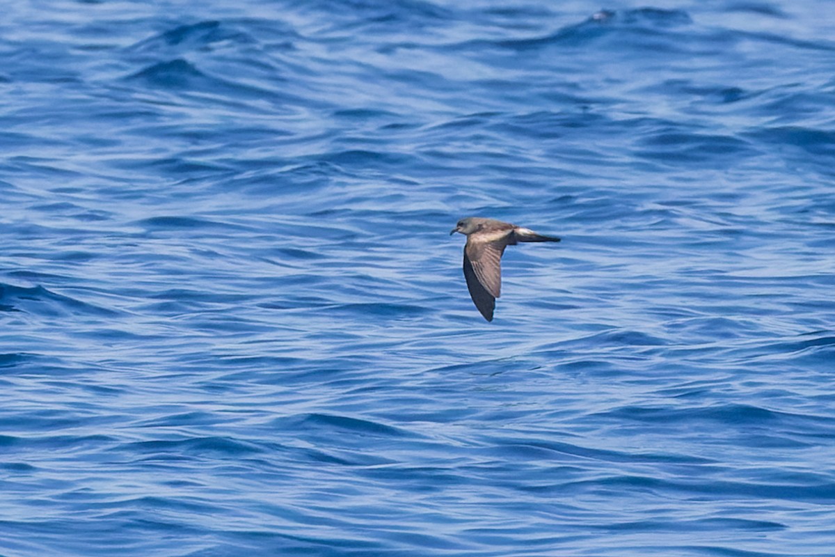 Leach's/Townsend's Storm-Petrel (white-rumped) - ML624064727