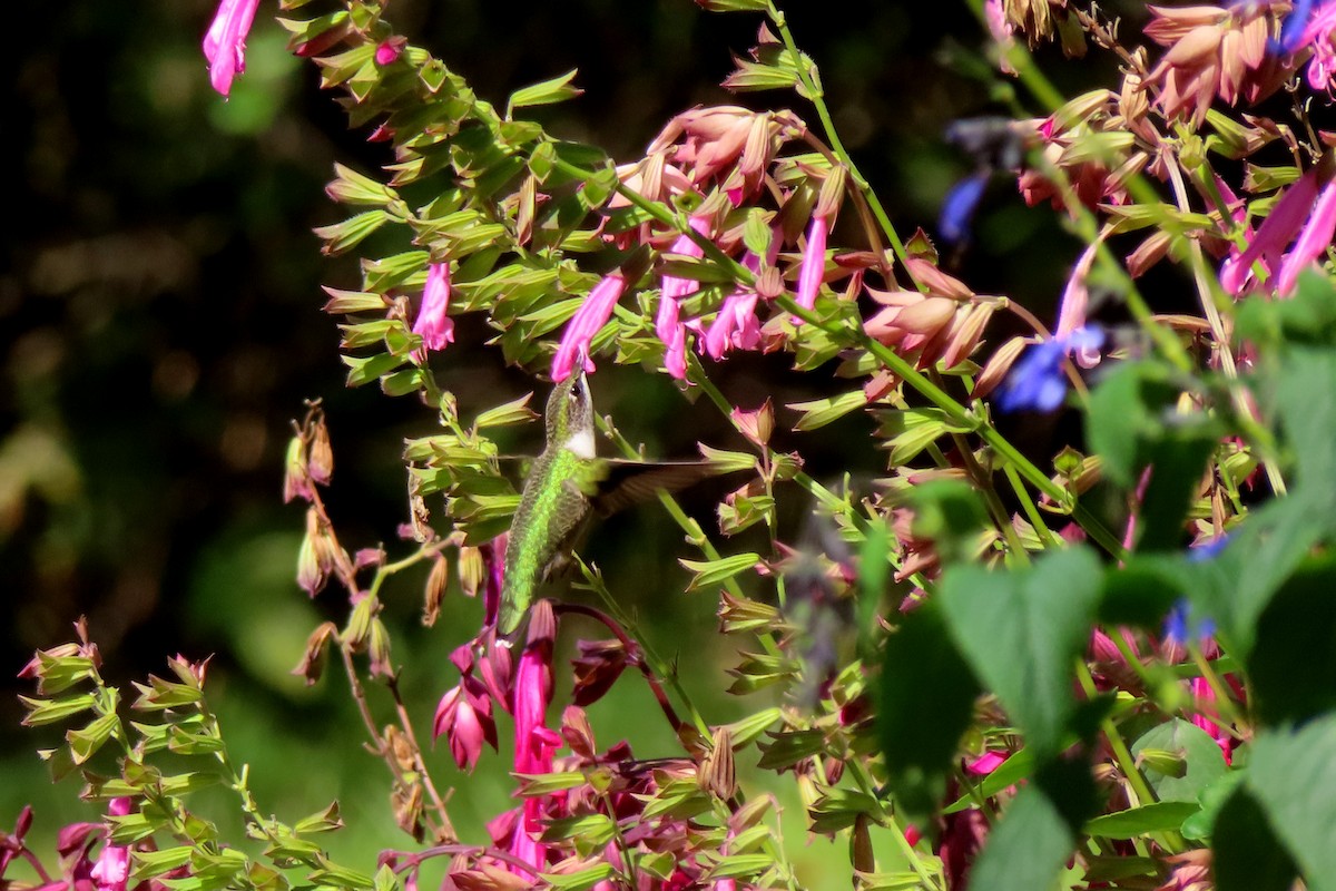 Ruby-throated Hummingbird - ML624064730