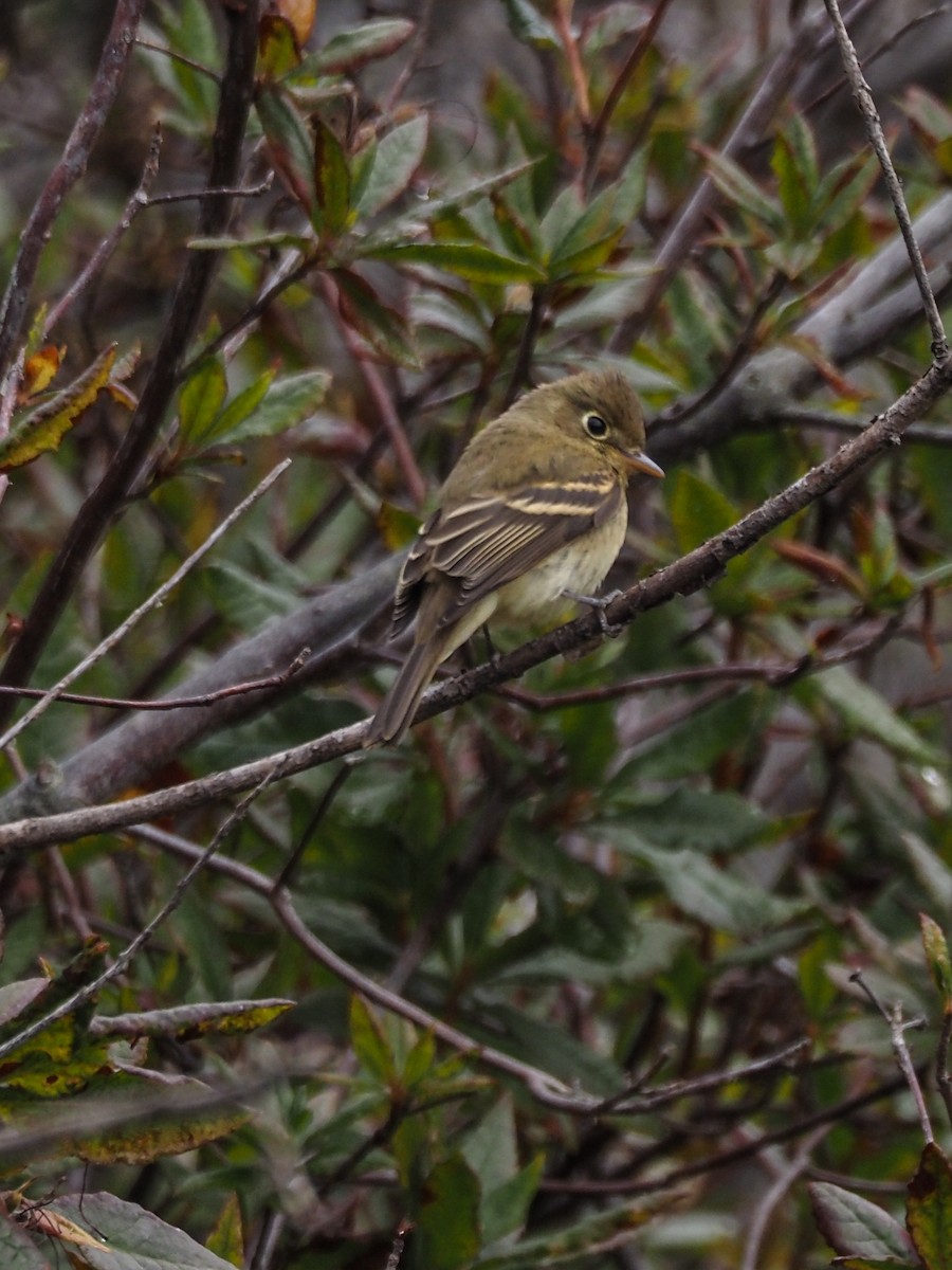 Western Flycatcher - ML624064731