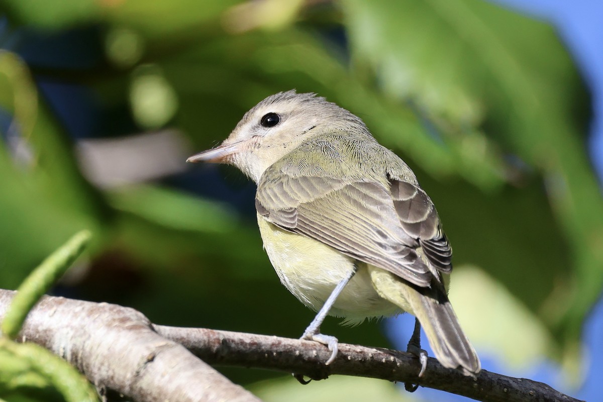 Warbling Vireo - ML624064732