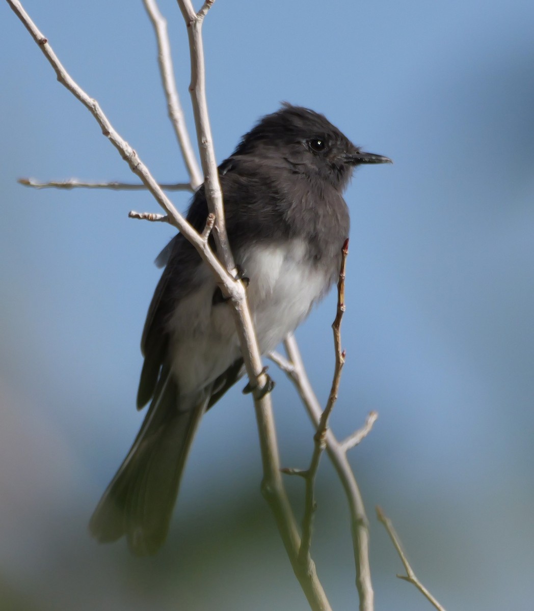 Black Phoebe - ML624064735