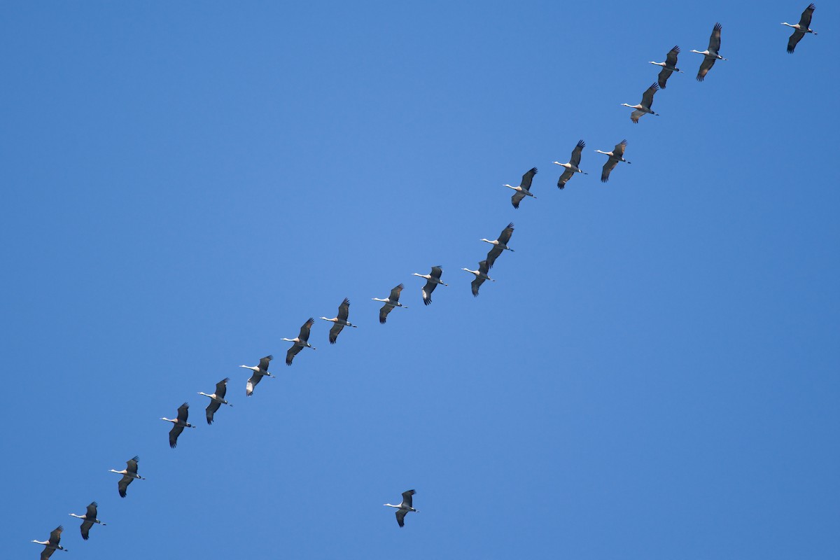 Sandhill Crane - ML624064737