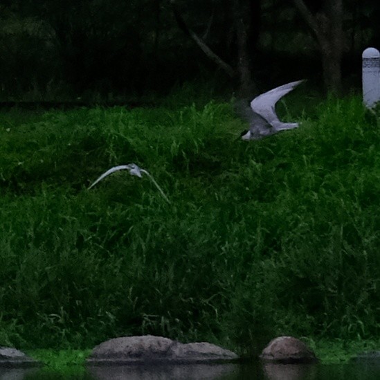 Whiskered Tern - ML624064745