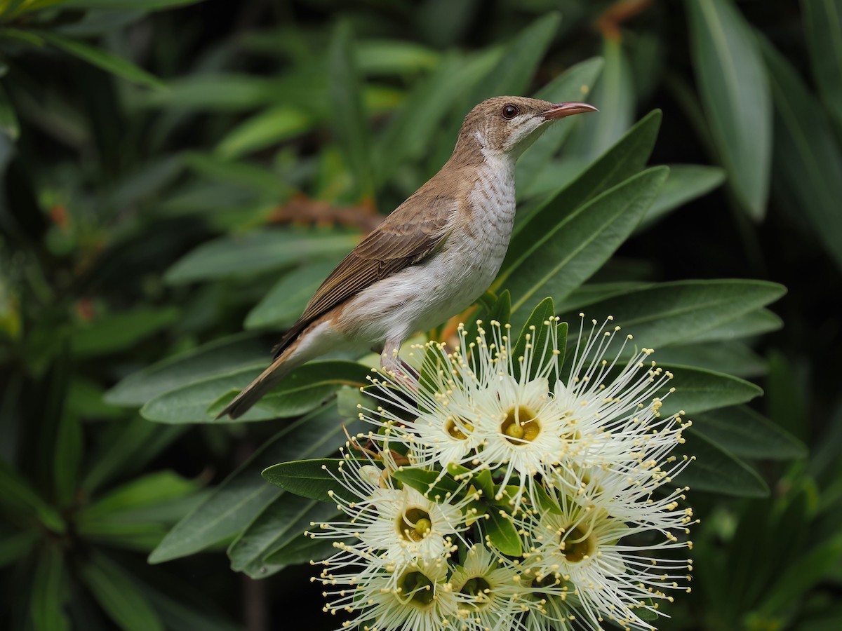 Brown-backed Honeyeater - ML624064751