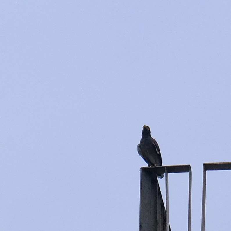 Common Myna - Kuan Chia Hsiu