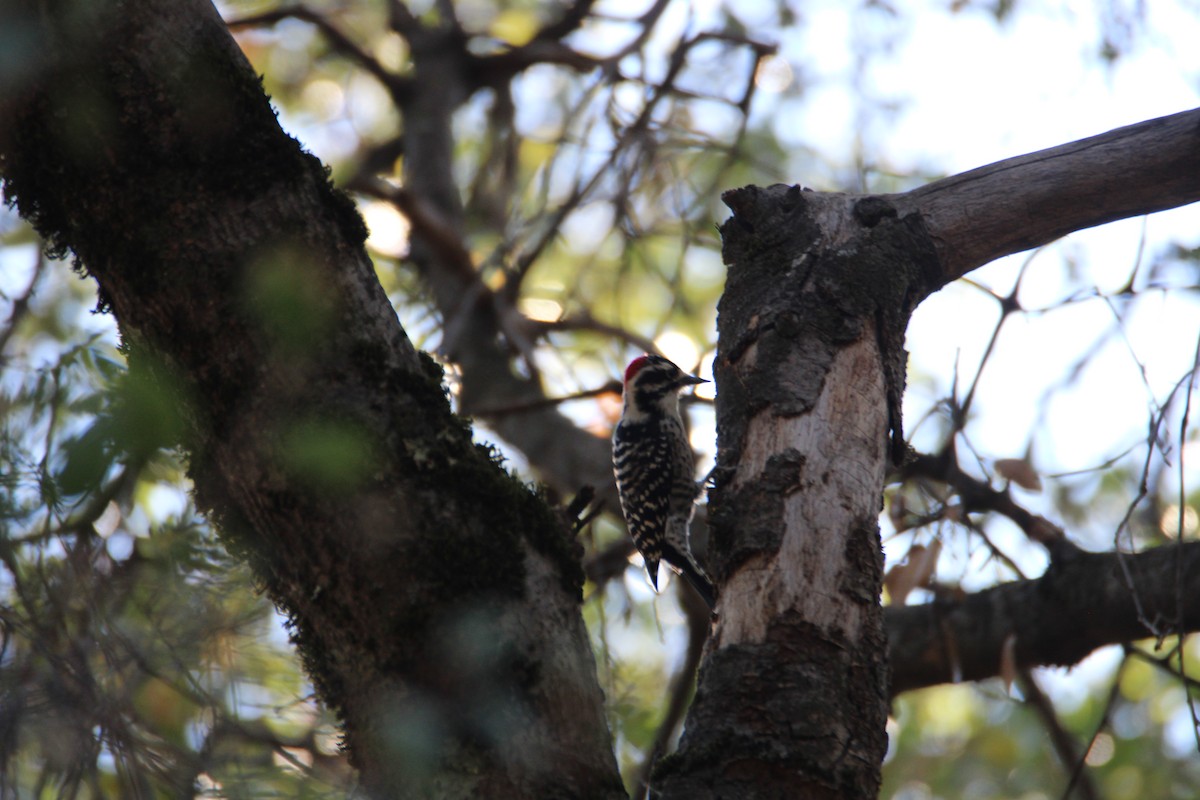 Nuttall's Woodpecker - ML624064783