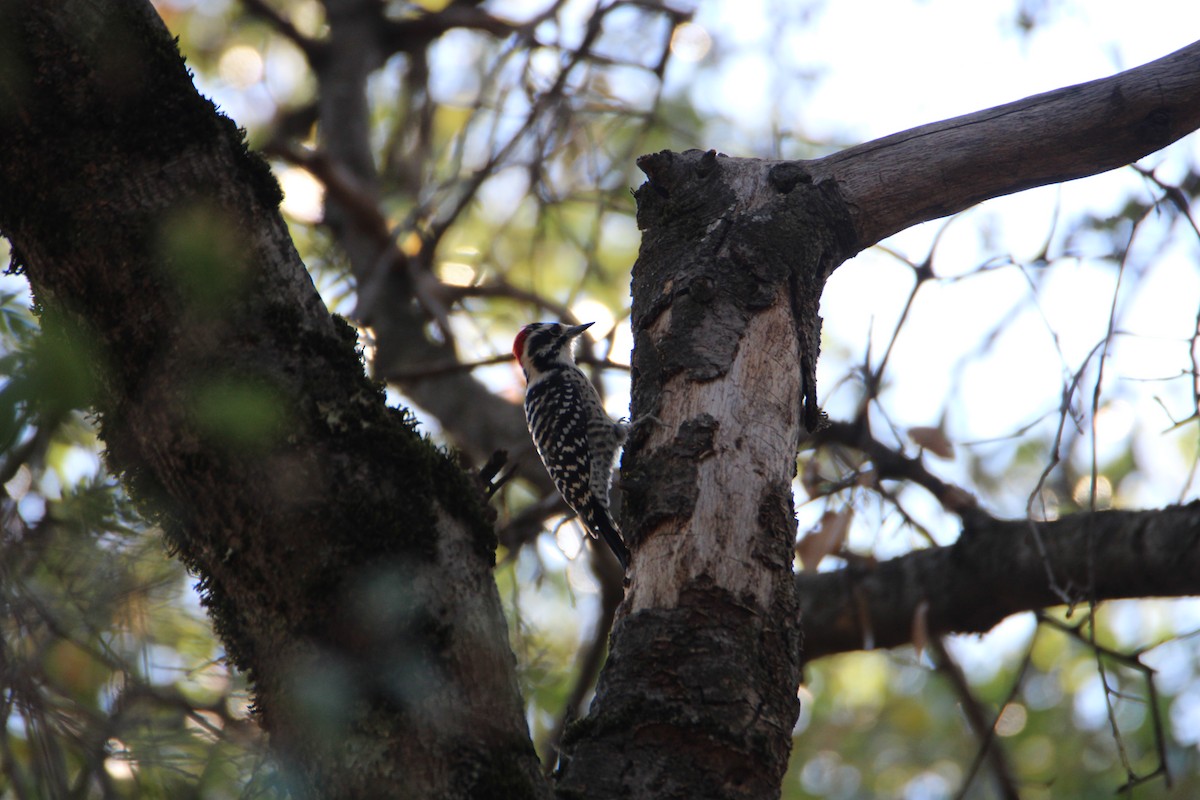 Nuttall's Woodpecker - ML624064784