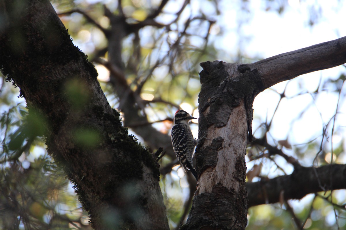 Nuttall's Woodpecker - ML624064785