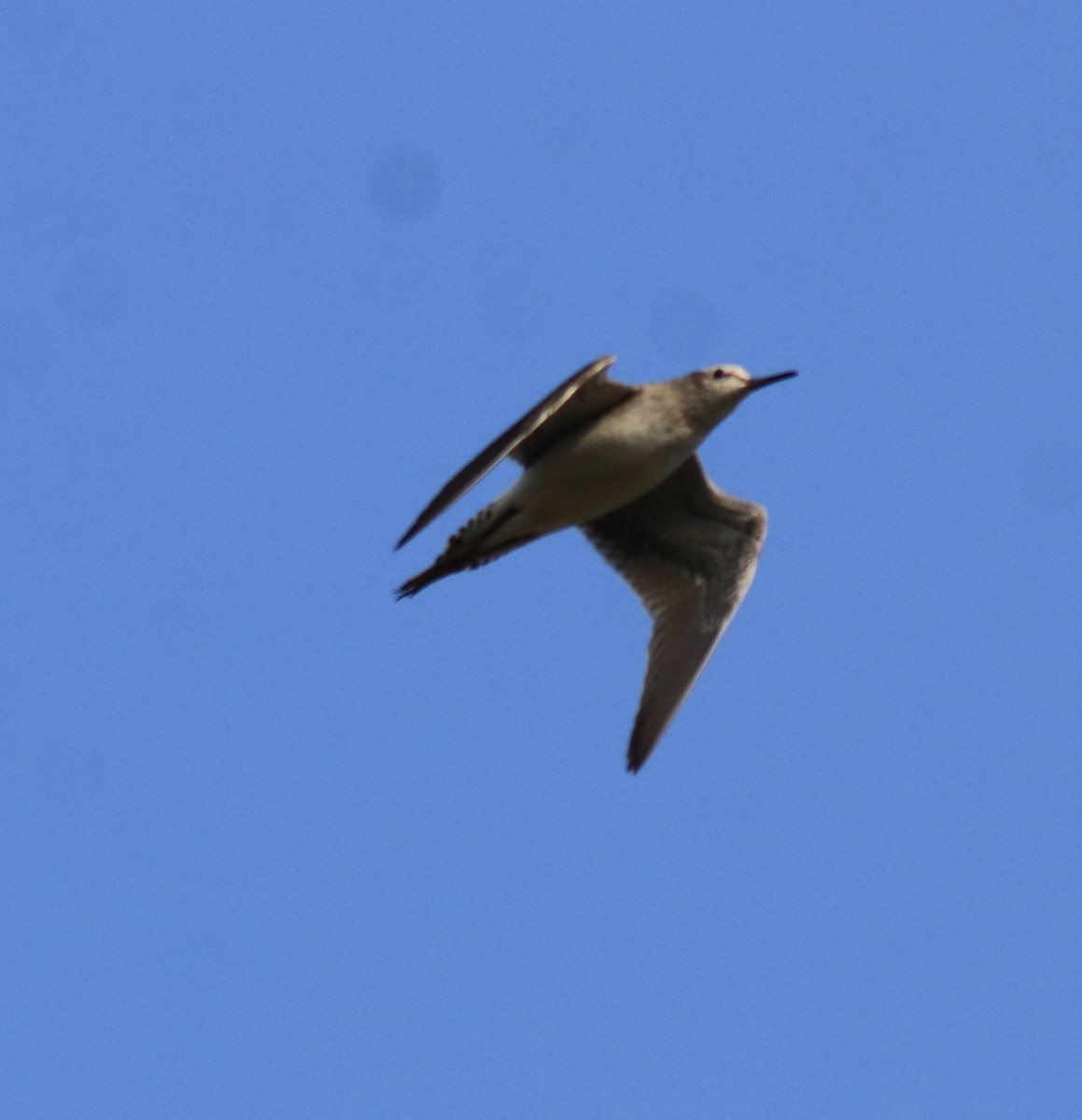 Wood Sandpiper - Afsar Nayakkan