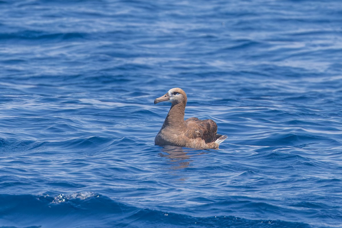 Albatros à pieds noirs - ML624064829