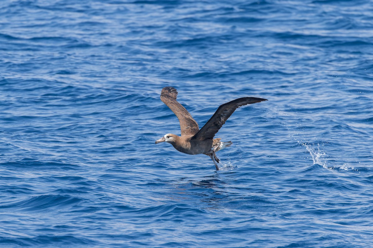 Albatros à pieds noirs - ML624064831