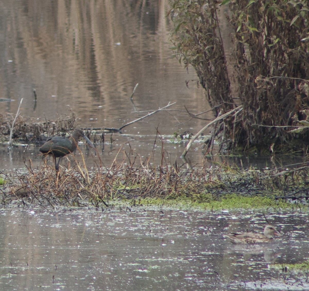 Cinnamon Teal - Caitlin Eldridge