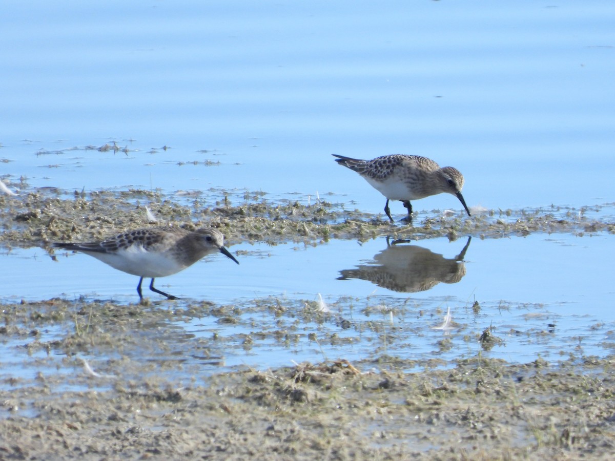 Baird's Sandpiper - ML624064863