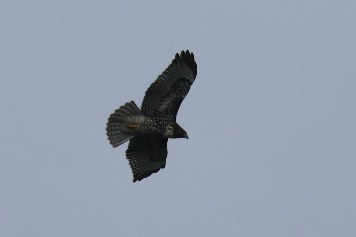 Red-tailed Hawk - ML624064864