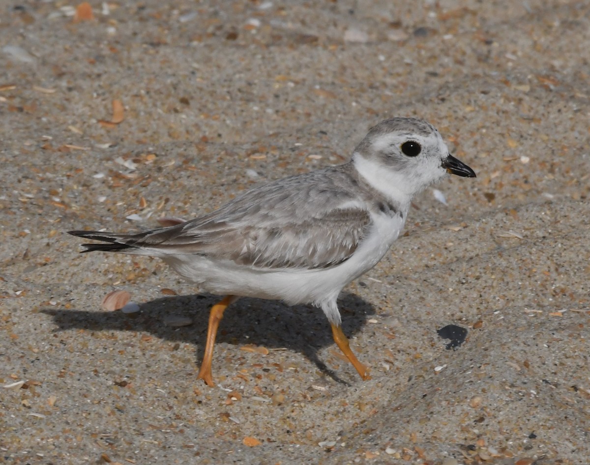 Piping Plover - ML624064869