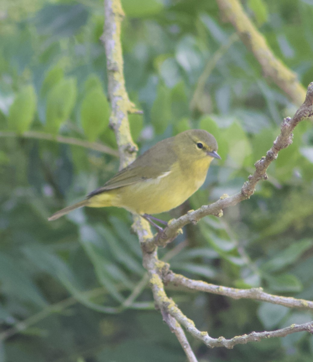 Orange-crowned Warbler - ML624064882