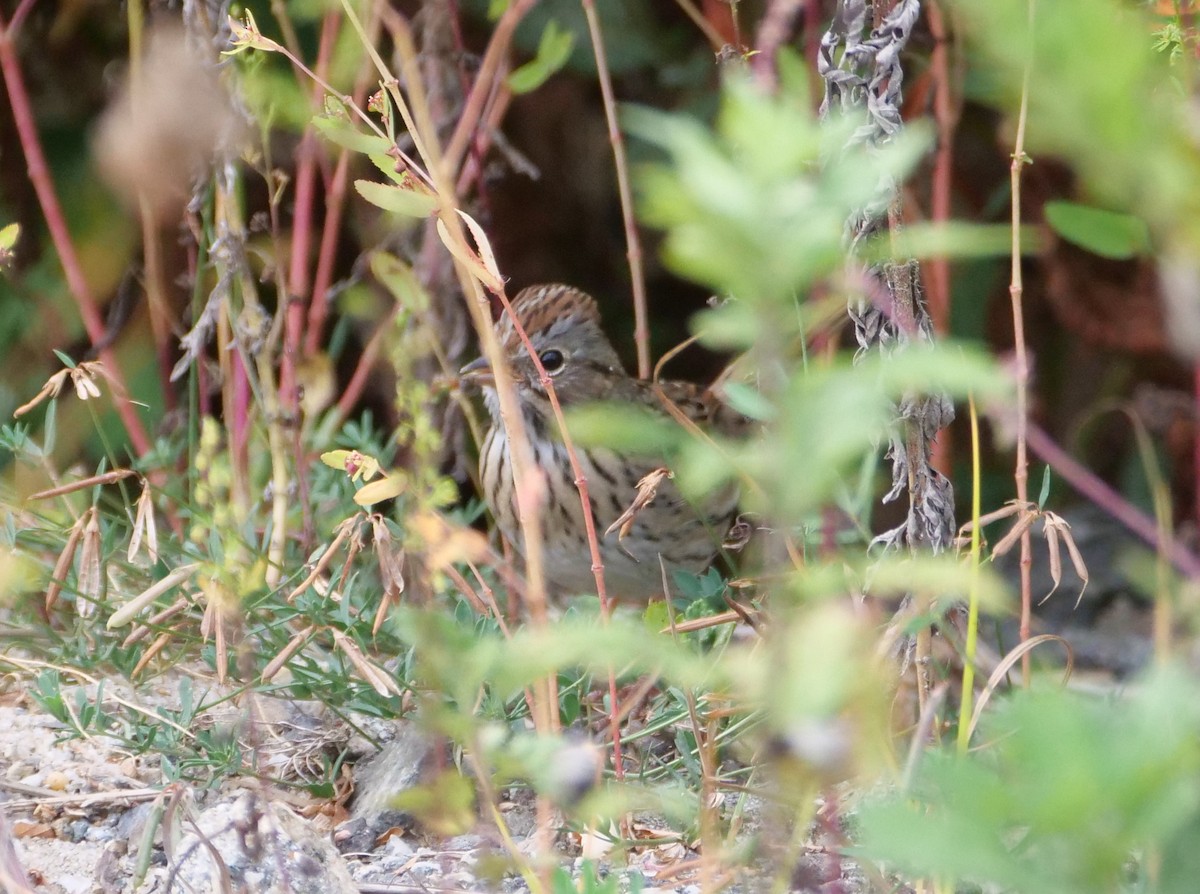 Lincoln's Sparrow - ML624064886