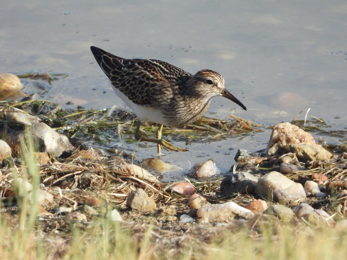 Pectoral Sandpiper - ML624064892