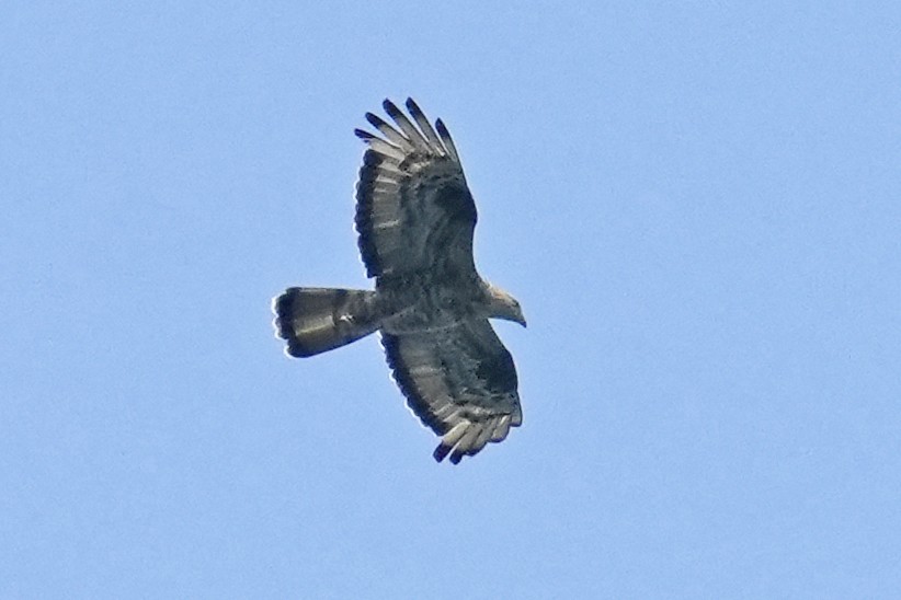 European Honey-buzzard - ML624064895