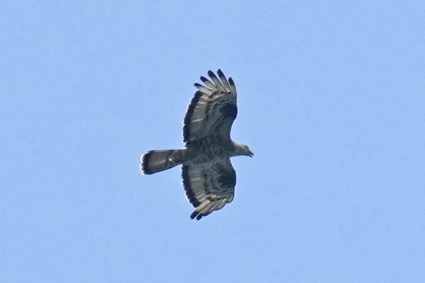 European Honey-buzzard - ML624064896