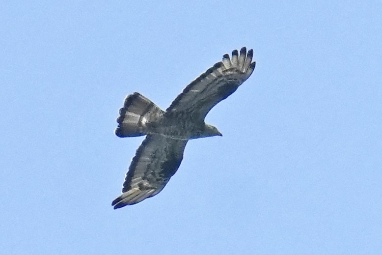 European Honey-buzzard - ML624064897