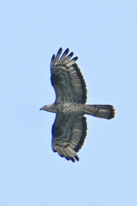 European Honey-buzzard - ML624064898