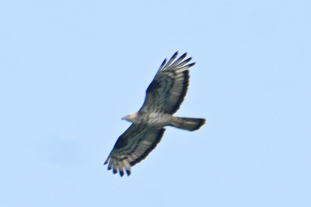 European Honey-buzzard - ML624064899