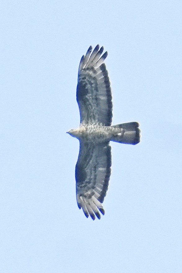 European Honey-buzzard - ML624064900